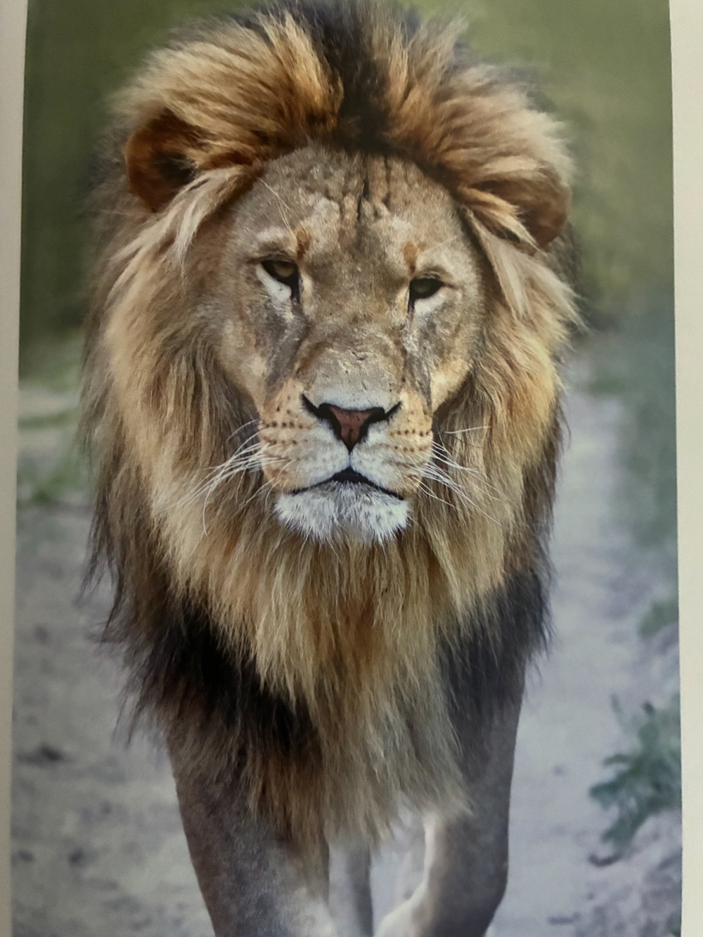 Wild King Lion Wall Art Print - Brown and Tan Poster 8x10